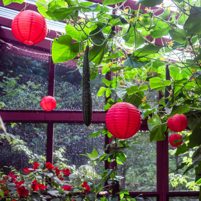 Red paper lanterns hanging inside a greenhouse with cucumbers